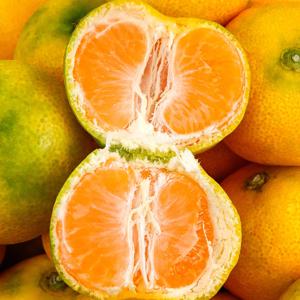 제주 서귀포 귤 하우스 감귤 노지 조생 황금향 레드향 가정용 선물세트