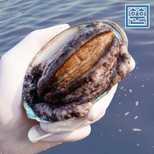 [훈훈수산] 완도산 활전복 1kg 특대 사이즈 산소포장 참전복