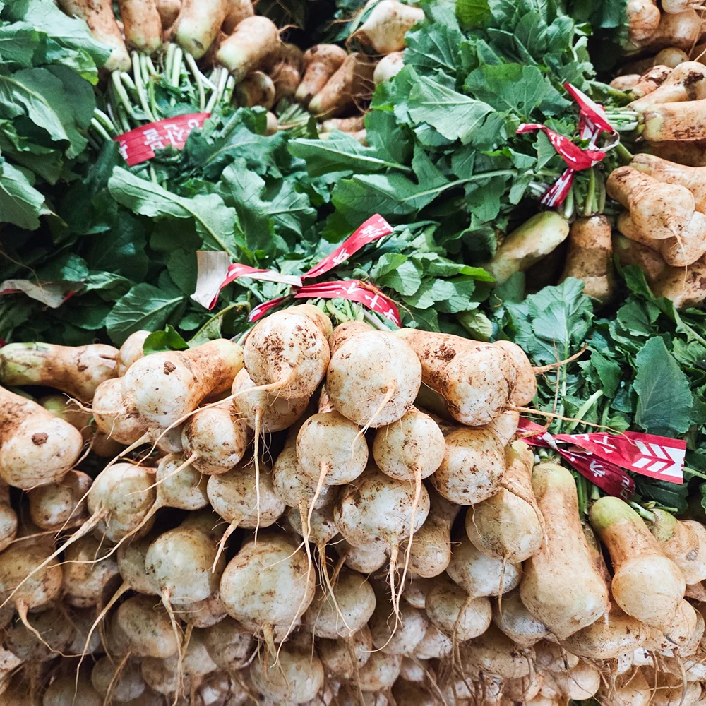 국내산 황토밭 알타리무 아삭아삭 제철 햇 알타리무