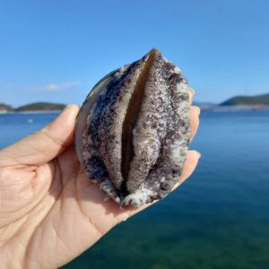 완도 활전복 1kg 소 중 대 엄격한 선별 해수를 담은 산소팩 포장