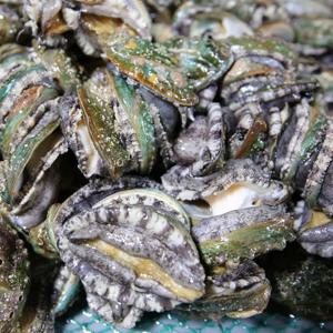 산소포장 완도 활 전복1kg