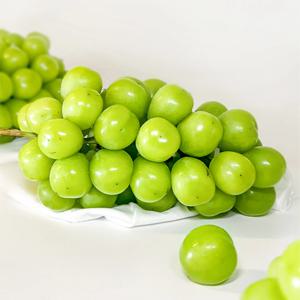 고당도 샤인머스캣 망고포도 프리미엄 수출용품위