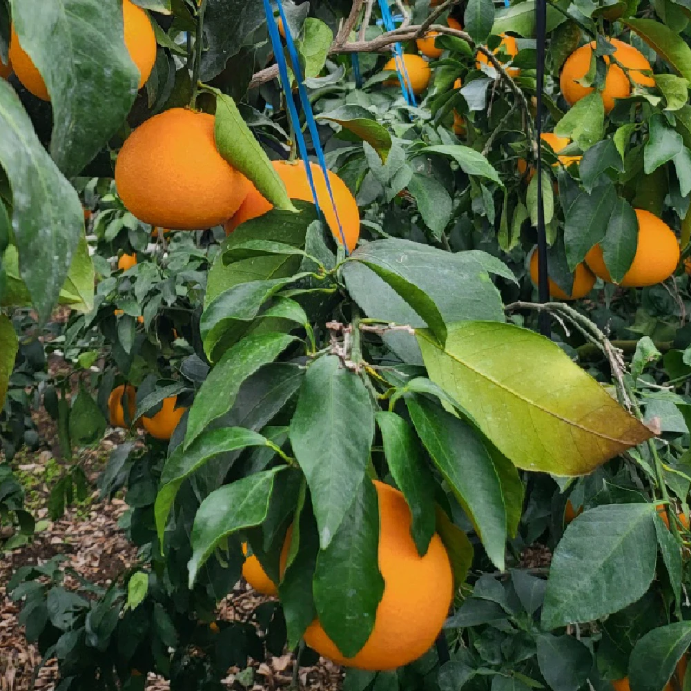 제주 고당도 로얄 황금향 가정용 3kg,4kg,4.5kg,5kg