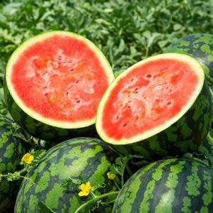 하우스 수박(정품) 3-4kg~ 겨울수박이라 더욱 진하고 달콤한 맛! 아삭한 식감 싱싱 고당도 수박