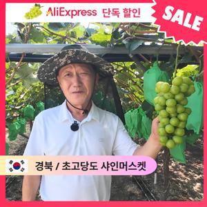 [산지한입] 경북 영천 고당도 사인머스켓 청포도