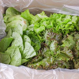 친환경 프레시 유러피안 모둠 쌈채소 샐러드 1kg