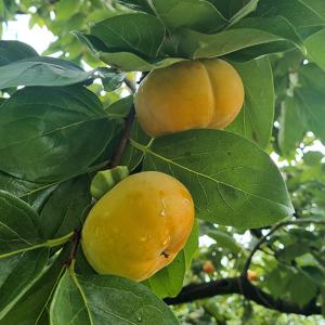 순천 단감 10kg 대 (41-50과) 제철 과일 아삭 부유 차량