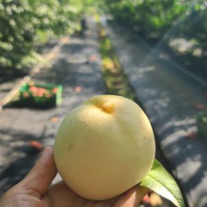 겨울 복숭아 설아설리 정품 소과 1kg/5-6과 [P]