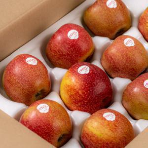 엔비사과 정품 충남 예산