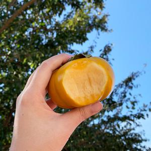 [25년 갓 수확] 아삭아삭 제철 햇 부유단감 2.5kg/5kg 중과 外