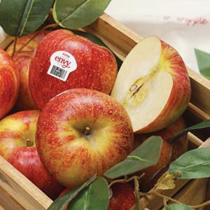 엔비사과 2kg 3kg 5kg 소과 사이즈별 선택 (정품)