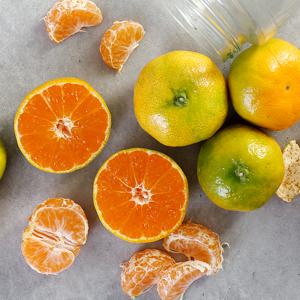 [산지직송] 제주 부성훈님의 조생 감귤 5kg (L-2L)