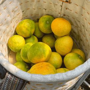 황금향 제주황금향 선물세트 가정용 가정용 5kg(실중량 4.5kg) / 선물세트는 품절