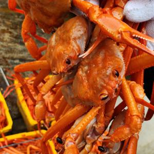 독도 홍게 자숙홍게 제철 / 4kg(8-12미) A급(수율80%정도) / (중량은 자숙 전 기준입니다)