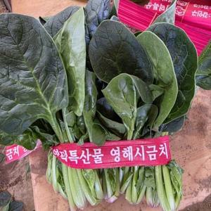 포항 시금치 해풍 시금치 제철 포항초 영월초 1단 (300g 내외) 1+1 이벤트/ 무료배송