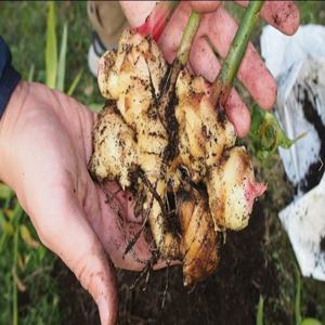 국내생산  생강 햇생강  흙생강 특상품  2025년 햇생강 흙생강 특품  ---1kg --1박스