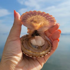 국내산 활 홍가리비3kg (85미)