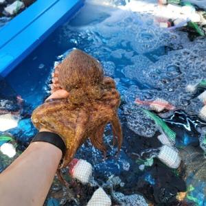 산지직송 당일조업 여수 활 돌문어 1kg 1-4미 단지 문어 2세트당 초장 증정