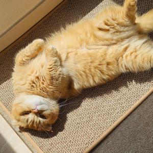 고양이 안식처 캣나인 이너무바 반영구 스크래처 카페트 매트타입 플랫형