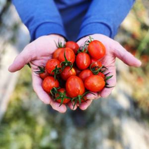 당일수확 푸른농장 대추방울토마토 4kg(1-3번과)