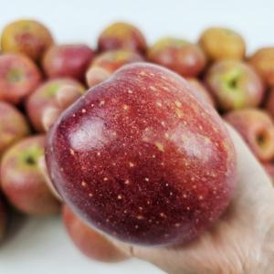 감홍사과 경북사과 햇 못난이 가정용 사과 3kg / 중과(15~18과) 대과(9~12과)