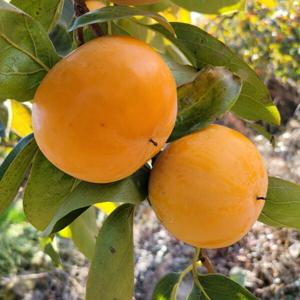 가정용 달콤한 단감 부유 햇단감 씨없는(소과) 3kg 5kg 10kg 당일수확 신선한 자연의 아름다음을 느껴보세요