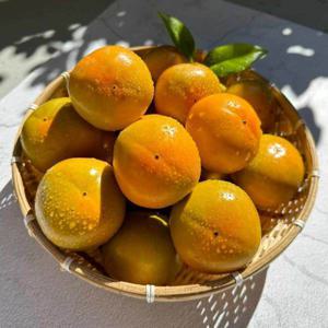 진영단감 부유단감 햇 단감  5kg / (가정용) 품평회 수상 경력 농장