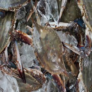 꽃게 냉동꽃게 국내산 연평도 급냉암꽃게 1kg (3~5마리) 알배기 암꽃게 특가행사