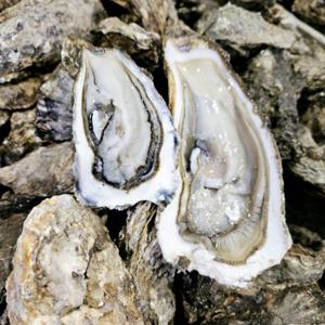 국내산 석화 세척 각굴 5kg