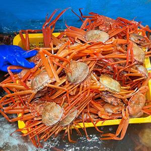 독도 홍게 자숙홍게 제철 / 자숙전 4kg (8-12미) A급(수율80%정도)