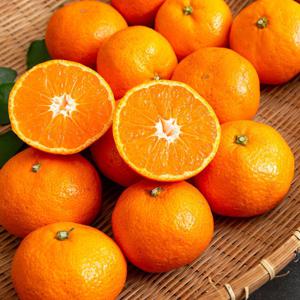 감귤나라 감귤 10KG 중대과 (L-2L) / 맛없으면 환불보장