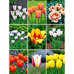 원종튤립구근 9색 20개/매년 퇴화하지않고 번식하는 튤립꽃 강추