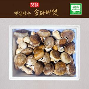 햇담 송화버섯 가정용 1kg 농협에 납품하는 이천 무농약 송고버섯 중급 1kg 구매시 건조송화버섯 증정