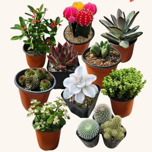 (배송비만 내면 0원) 하이선인장 다육선인장 47종 골라담기 농가돕기 이벤트