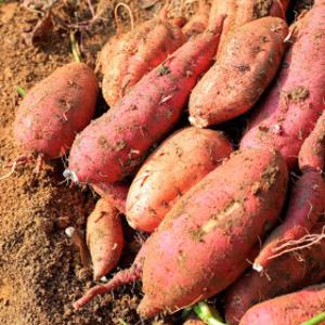 해남 제철 진짜 못난이 고구마 10kg