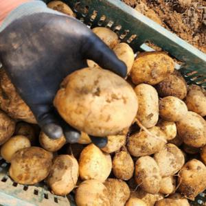 25년 수미 감자 햇 감자 3kg 구매시 옵션 꼭 확인부탁드립니다