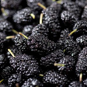 햇 오디 씻어나온 세척오디 산청산 냉동오디 IQF 급속냉동