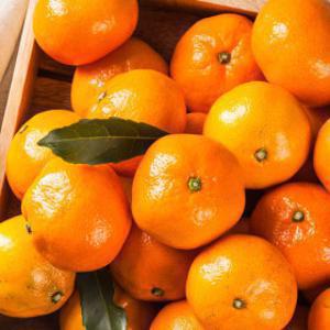 (신선집중) 한정수량) 제주직송 고당도 타이벡 조생감귤 4.5kg(S-M)/로얄과