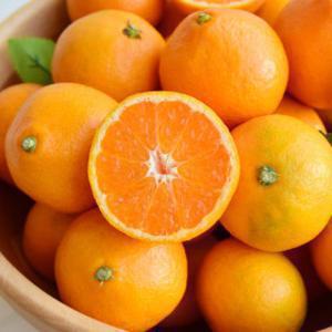 제주 조생 감귤 가정용 노지 조생귤 4.5kg 로얄과(S-M)