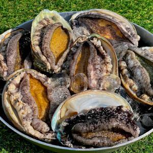 완도 참 전복 대짜 전복 1kg(10-11마리) 전복회 전복 손질도구 증정