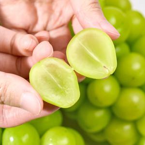 (신선집중) 고당도 김천 샤인 머스켓 2kg 다음주를 위로하는 특별세일 21시까지만