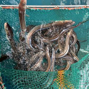 자연산 통영 대짜 바다장어 1kg (2-3미) 소스 2종 증정 아나고 손질 장어 국내산 대사이즈