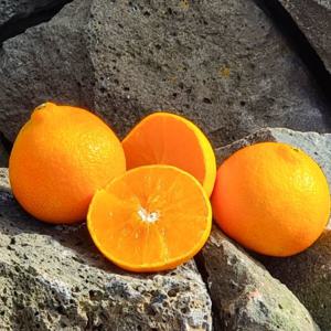 제주 황금향 3KG 가정용 중소과 황금향 (15~20과이내)