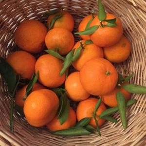 제주도 감귤 10kg  (특가)고당도 제주 산지직송 귤 중대과