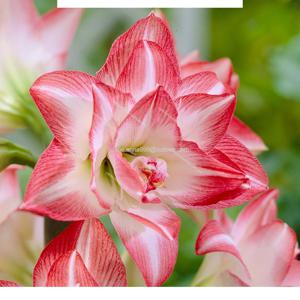 겹꽃 아마릴리스 블라썸피콕 1구/ 페루산 실내재배 플랜테리어 원예 구근 아이디어상품 1개