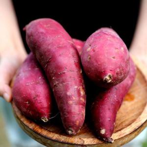 고구마  25년 수확 산지직송 해남 비세척 꿀고구마 3kg 중사이즈