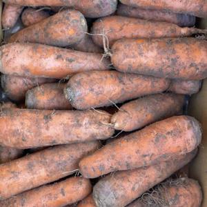 KJP 산지직송 햇당근 국내산 당근주스용 청정 제주구좌당근 5kg /25년 햇당근