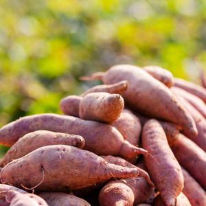 (신선집중) 팜블리 25년 수확 햇 고구마 세척 꿀고구마 몬난이 7kg