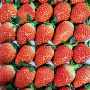 킹스베리 설향 딸기  1kg (상) 48구 / 논산 GAP인증 25년 첫 출하 / 25일부터 순차출고(초기 배송지연있음)
