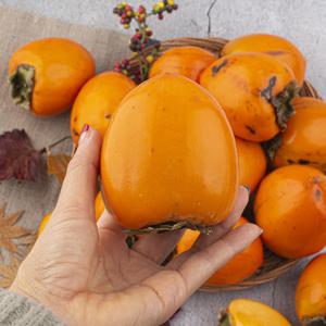 착한가격 대봉감 홍시 연시 고당도 프리미엄 달콤한 청도반시 제철 5kg